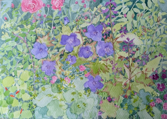 Geranium