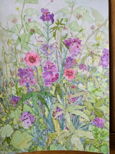 Erysimum and potentilla 2